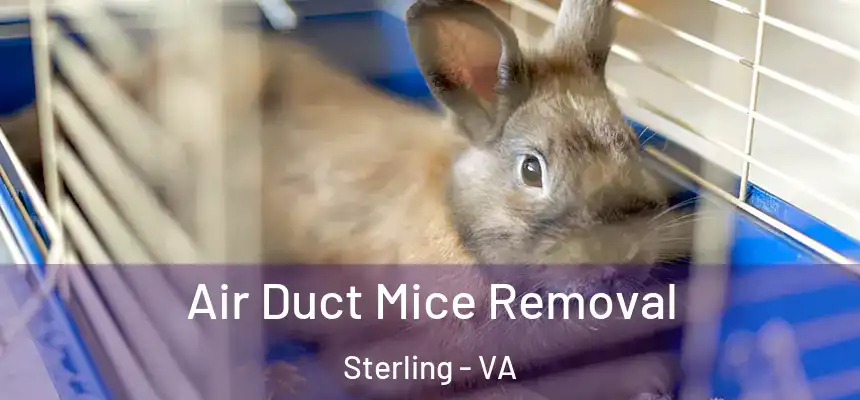  Air Duct Mice Removal Sterling - VA